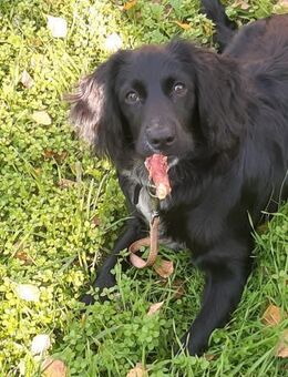 Nika - Mönchengladbach