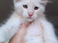 Maine Coon Kater mit Stammbaum - Böblingen