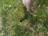 Quasimodo und Quentin Siberian, Malamutes zum Verlieben - Seßlach Zentrum