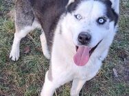 Herceg sucht seine Familie - Weilheim (Oberbayern)