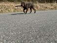 Labrador Schoko in 91257