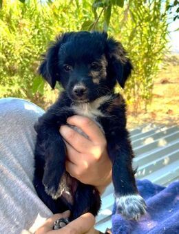 Sambo - freundlich und verspielt - Haan