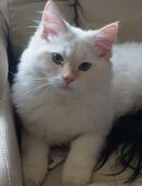 Neva Masquarade Kater, ein halbes Jahr alt in 46562