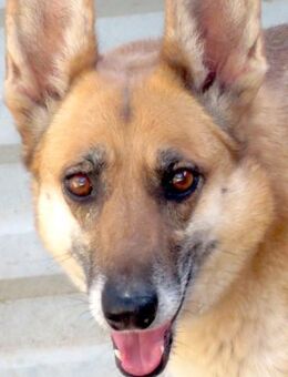 Sheila -Angsthund, braucht Geduld- - Oldenburg