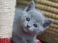 Russisch blau Kitten, ABGABE ab Ende Juni - Kirn Zentrum