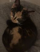 4 Monate alte kitten zu verkaufen in 57627