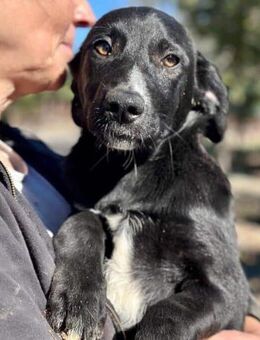 ORIA ~ WOW in glänzenden schwarz - Duisburg