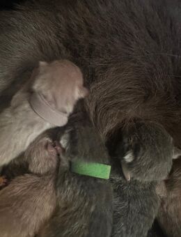 BKH Kitten Britisch Kurzhaar Kitten reinrassig - Speyer
