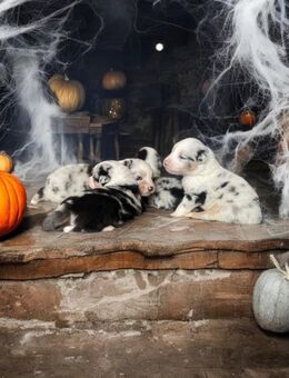 Australian Shepherd Welpen mit ASCA-Papieren - Simbach (Inn)