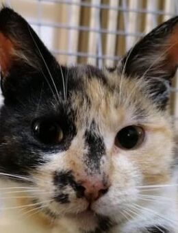 Anastasia, geb. ca. 05/2019, 53125 Bonn - Euskirchen