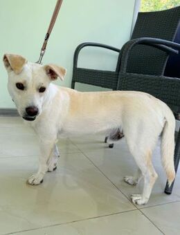 ein kleiner Superstar fürs Zuhause - Augsburg