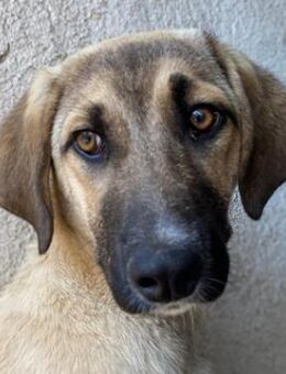 Katinka, geb. ca. 02/2025, GRIECHENLAND - Euskirchen