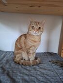 Die schöne Zora ist bereit für ihr Zuhause # Tierschutz in 92318