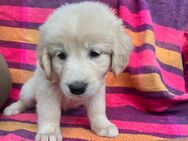 Golden Retriever Welpen - Parsberg