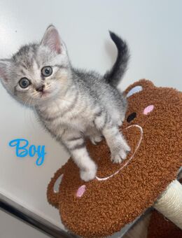 Bkh kitten abzugeben - Vechta
