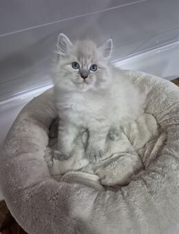 Ragdoll Kitten - Rülzheim