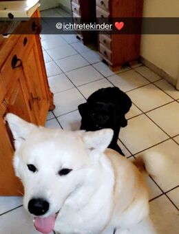 🐾 Zwei treue Seelen suchen ihr neues Für-Immer zu Hause 🐕 - Limbach (Landkreis Bad Kreuznach)