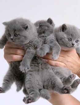 Britischkurzhaar - Nordhausen