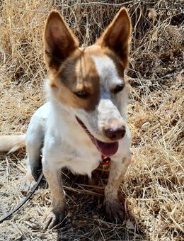Winnie selbstbewusst und verschmußt - Haan