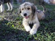 STELLA sucht ihr Plätzchen - Berlin