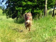 Auszugsbereit: Sehr typvoller gesunder echter Mini Chihuahua Rüde, 1,5kg 18cm hoch LH XXS in Lilac - Familienhund Actionheld Kuschelhase Teppichrakete - Bad Soden-Salmünster Zentrum
