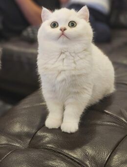 BKH Mädchen Velina - Kamen Zentrum