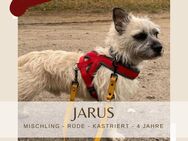 Jarus sucht ein aktives Zuhause - Lippetal