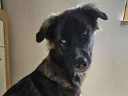 Neues Zuhause für Malte gesucht - München