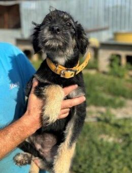 Hunde-Mädchen - CLARISSA - sucht...... - Kempen