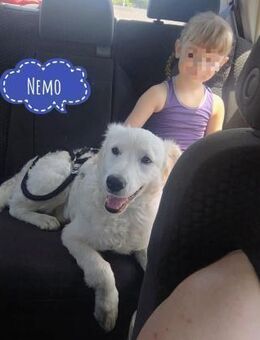 Nemo ein ganz toller Familienhund - Flörsheim-Dalsheim