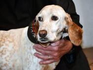 Sanfte Seniorin Nadina sucht Zuhause - Neuss