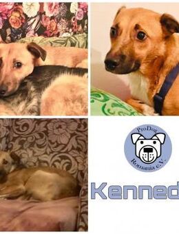 KENNEDY * kleiner Held sucht Schutz - Duisburg