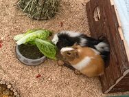 ❤️ 2 wundervolle Meerschweinchen Damen abzugeben❤️ - Güstrow Zentrum