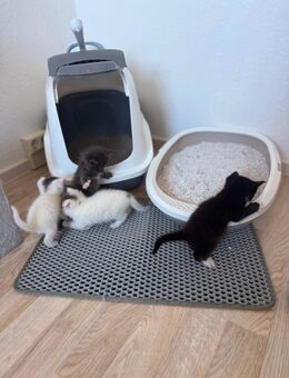BKH/Maine-Coon Kitten - Eisleben (Lutherstadt)