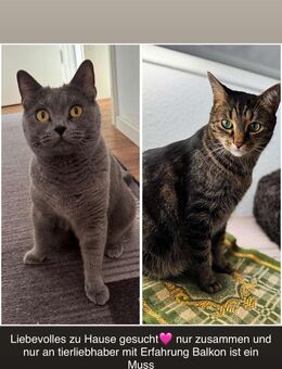 Bkh britisch kurzhaar Katze und ekh Kater suchen ein liebevolles zu Hause - Wiesbaden Dotzheim