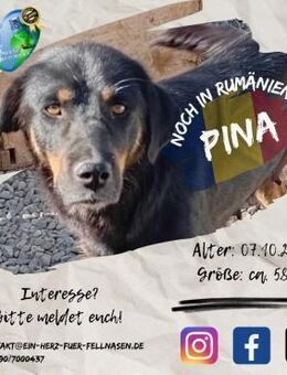 PINA's Adoptionsbüro ist 24/7 geöffnet - Waakirchen