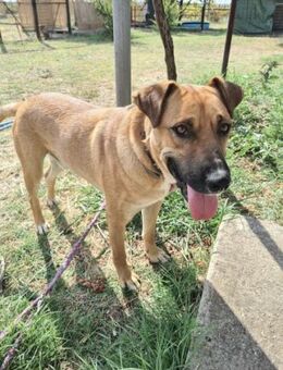 Odi - freundlich, verträglich - Dingolfing