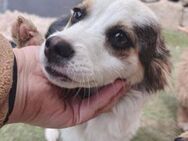 SISSY, ein hilfloses Hundebaby - Hof