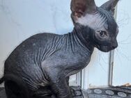 Sphynx Elfensphinx Kitten Velours - Molbergen
