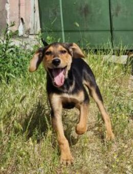 Shireen eine treue Seele auf der Suche - Eixen