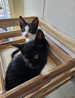 Rocky und Krümel oder Liebe auf 8 Pfoten - Waldfeucht