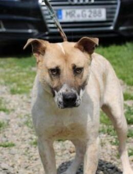 Luca - zutraulicher, aparter Rüde - Lohra