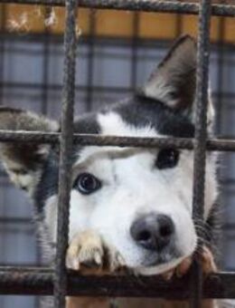 Curacao sucht eine aktive Familie - München