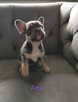 Französische Bulldogge Welpen geboren am 09.07.25 - Gummersbach