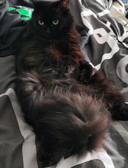 Katze 1 Jahr sucht liebevolles Zuhause mit Zubehör - Halle (Saale)