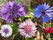 Bunte Kornblumen Samen SWR Treffpunkt Kornblume blau weiss rot lila Biene Hummel Blumen Pflanzen Garten Beet Blumenbeet Blumenwiese Wiese Blumen Feld Blumen Garten Hochbeet Topf gärtnern Balkonblumen Vatertag Pflanze Honig Samen Biene Frühling - Pfedelbach