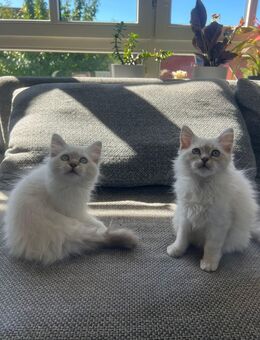 Heilige Birma, Kitten, Katzenbabies - Obernbreit