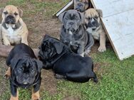 Bulldoggen Welpen englisch französisch Mix - Hamburg