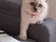 Bkh kitten reinrassige kurzhaar - Osnabrück