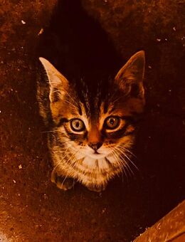 8 Super hübsche Fellmäuse Katzen Kitten Katzenbabys - Hamburg